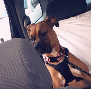 Meet your Posher, Emma